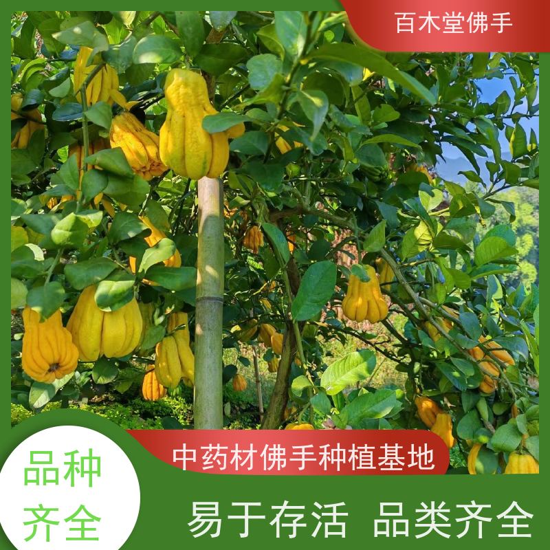 百木堂 川佛手苗种植技术 适用性强 规格齐全 植株茂密 用途广泛
