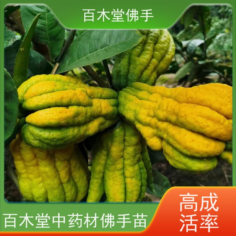 百木堂 川佛手苗技术 观赏植物 附加值高 城市景观绿化树