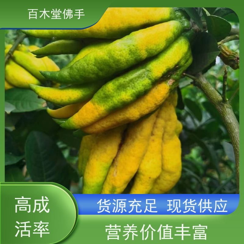 百木堂 广佛手苗技术 生长迅速 品种齐全 道路绿化行道苗