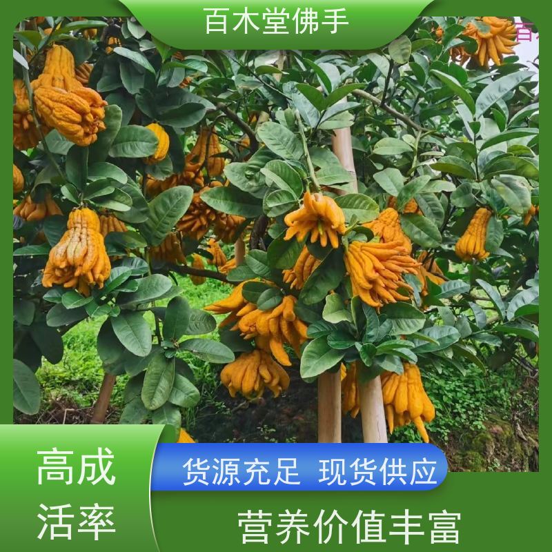 百木堂 佛手柑苗种植技术 产量高 造型优美 易成活 园林景区栽植
