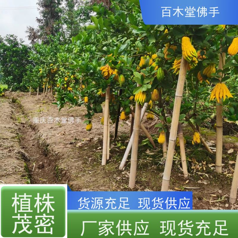 百木堂 良种佛手批发 高成活率 较耐干旱 道路绿化行道苗