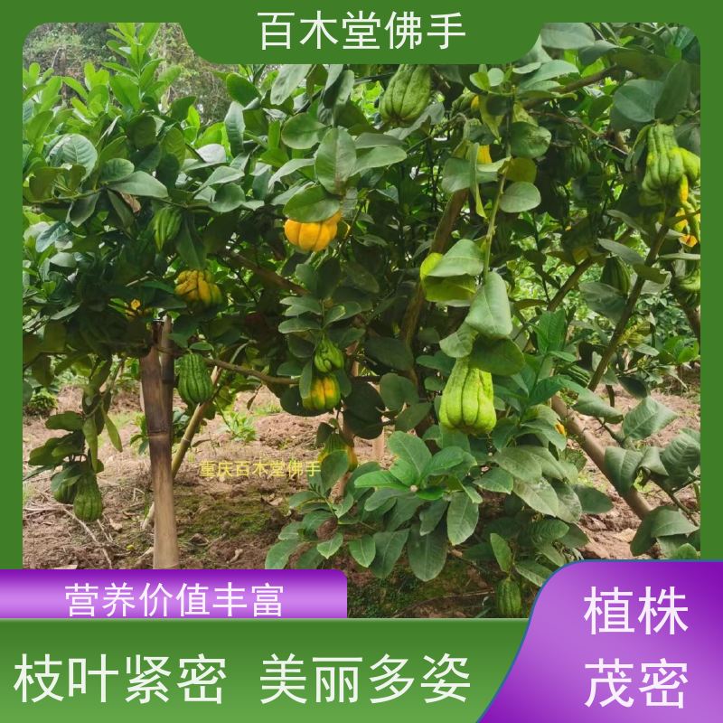 百木堂 佛手苗种植 观赏植物 附加值高 用于庭院装饰
