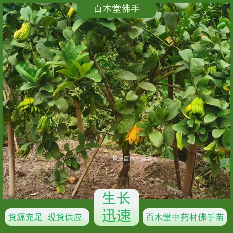 百木堂 良种佛手批发 观赏植物 附加值高 园林景区栽植