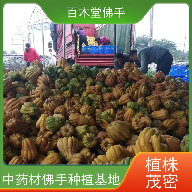 百木堂 忠 县佛手 树形丰富 成活率高 道路绿化行道苗