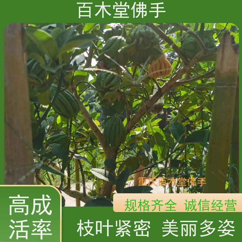 百木堂 潼 南佛手 造型优美 易成活 中药材种植基地 