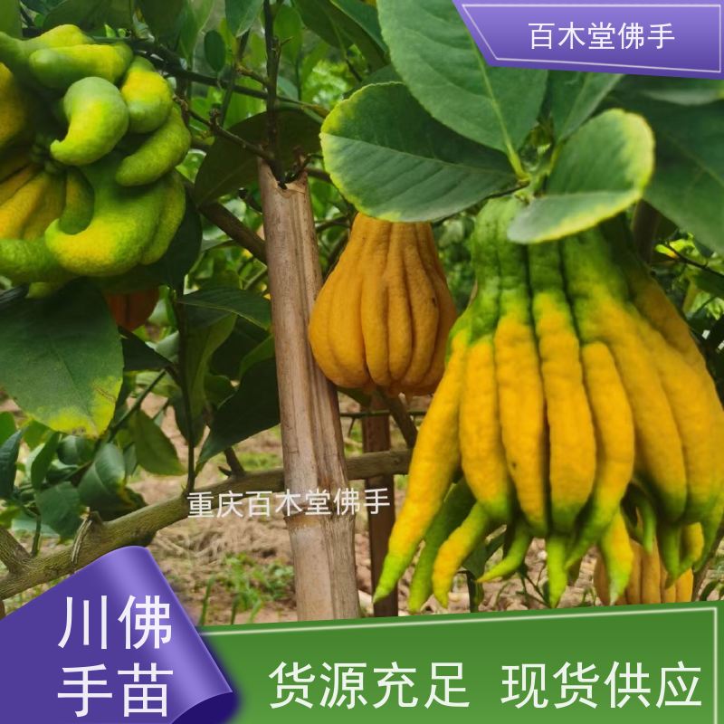 百木堂 遂 宁佛手 造型优美 易成活 中药材种植基地 
