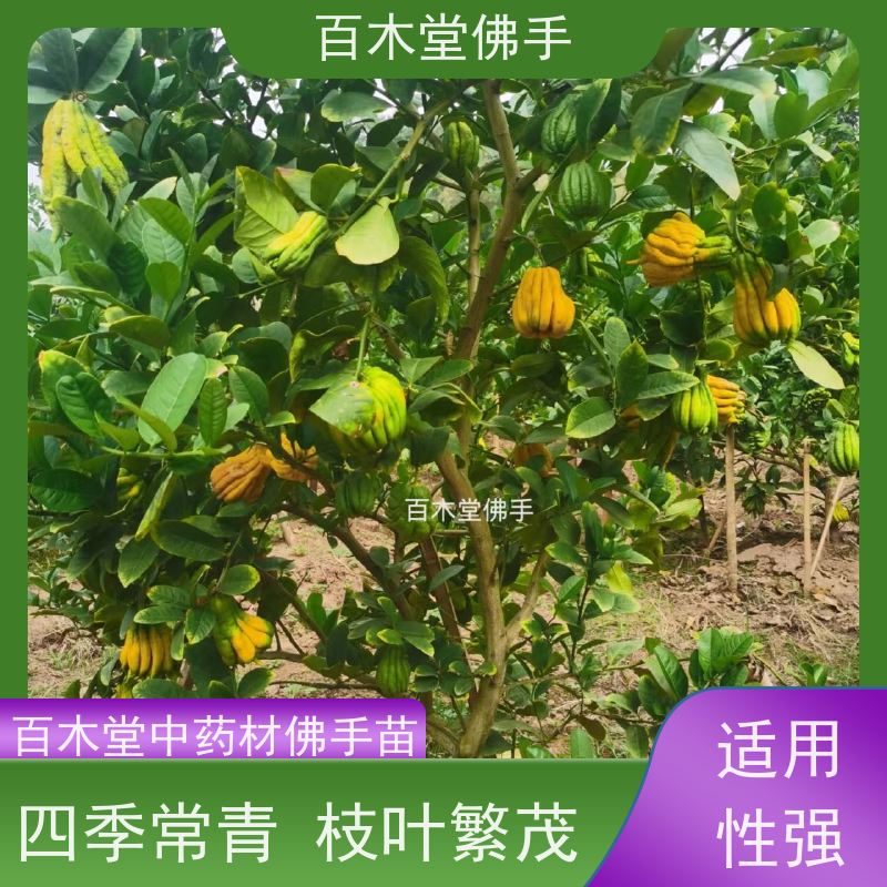 百木堂 五 通桥佛手 园林景区栽植 中药材种植基地 