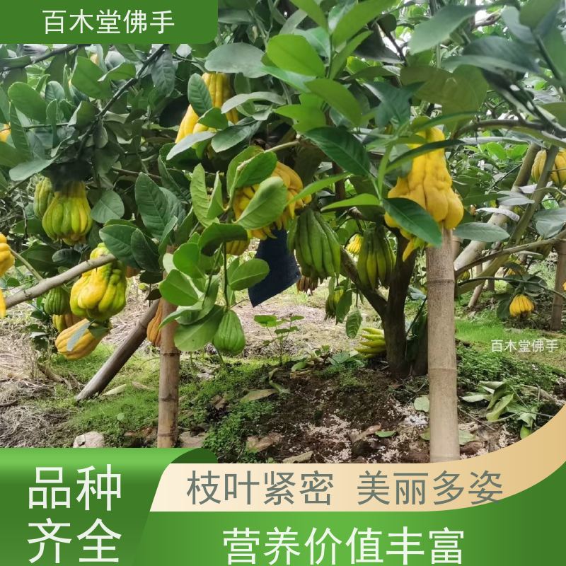 百木堂 忠 县佛手 园林景区栽植 中药材种植基地 