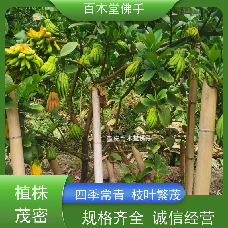 百木堂 沙 湾佛手 观赏植物 附加值高 中药材种植基地 