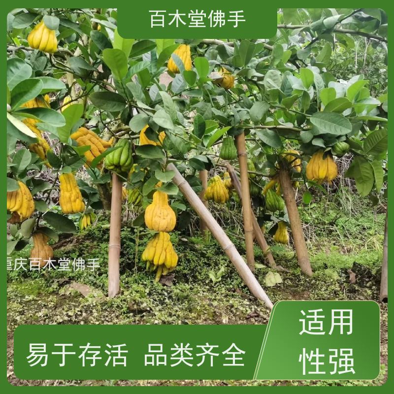 百木堂 石 柱佛手 树形丰富 成活率高 用于室内外盆景