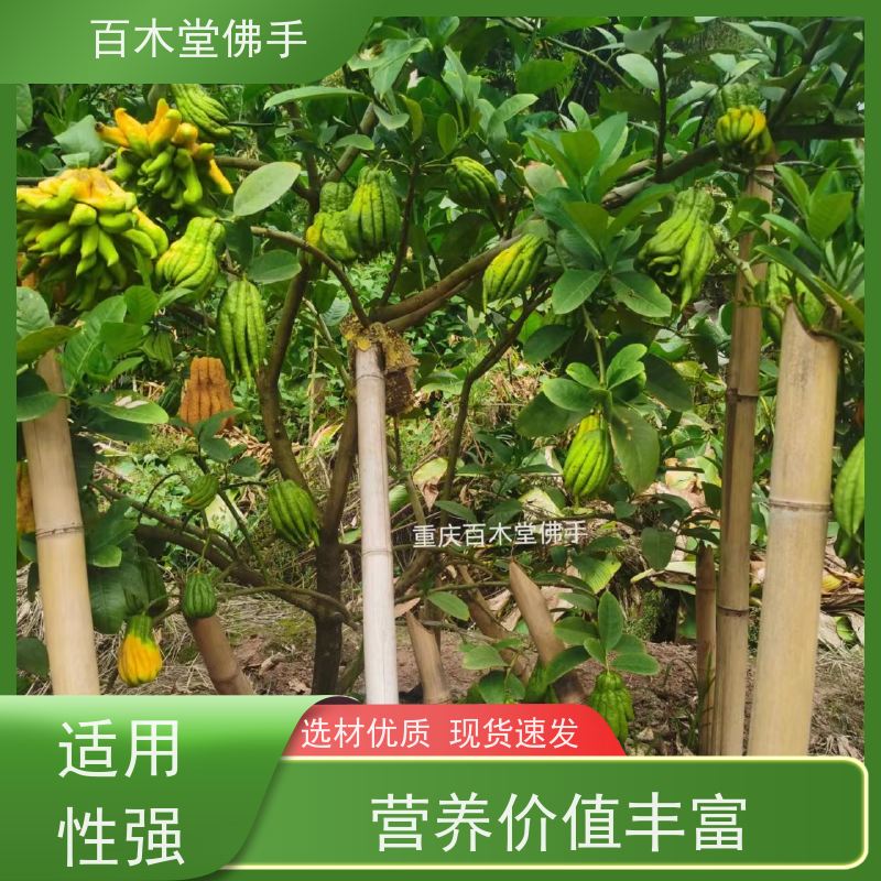 百木堂 南 充佛手 观赏植物 附加值高 中药材种植基地 