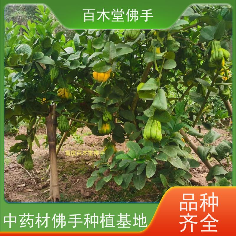 百木堂 犍 为佛手 城市景观绿化树 用于室内外盆景