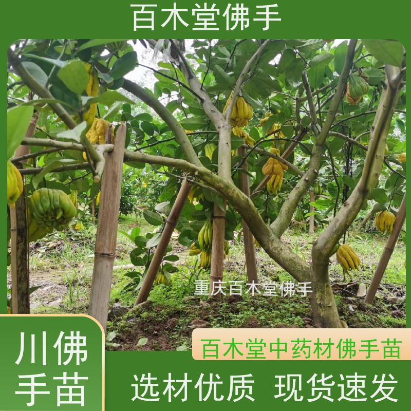 百木堂 綦 江佛手 适用性强 规格齐全 用于庭院装饰