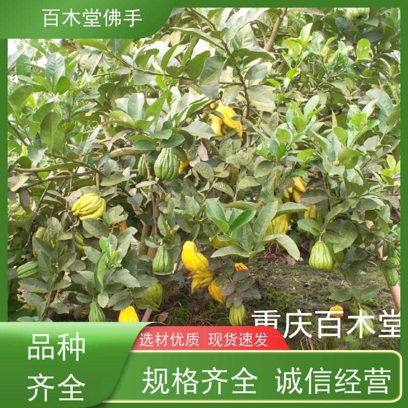 百木堂 乐 山佛手批发 观赏植物 附加值高 植株茂密