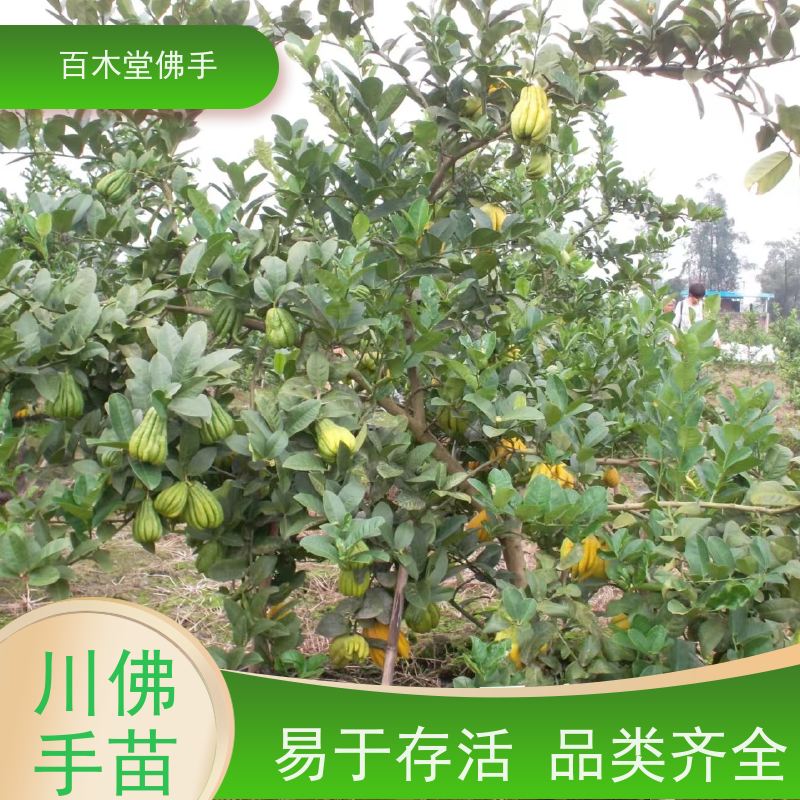 百木堂 内 江佛手批发 城市景观绿化树 生长迅速