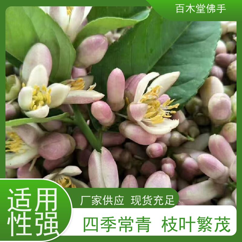 百木堂 沙 湾佛手批发 城市景观绿化树 生长迅速