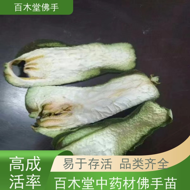 百木堂 重 庆佛手基地 城市景观绿化树 生长迅速