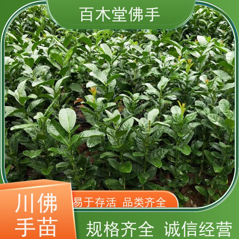 百木堂 南 充佛手基地 城市景观绿化树 生长迅速
