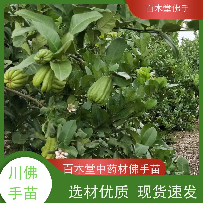 百木堂 宜 宾佛手基地 造型优美 易成活 品种齐全