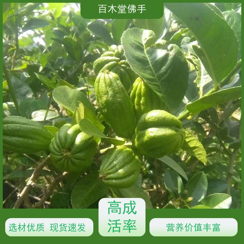 百木堂 绵 阳佛手批发 道路绿化行道苗 生长迅速