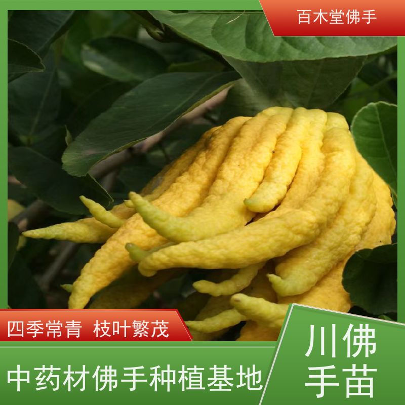百木堂 佛手柑苗基地 高成活率 较耐干旱 生长迅速