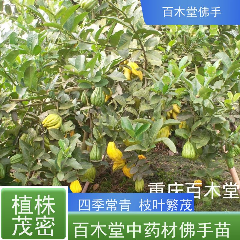 百木堂 宜 宾佛手基地 观赏植物 附加值高 生长迅速