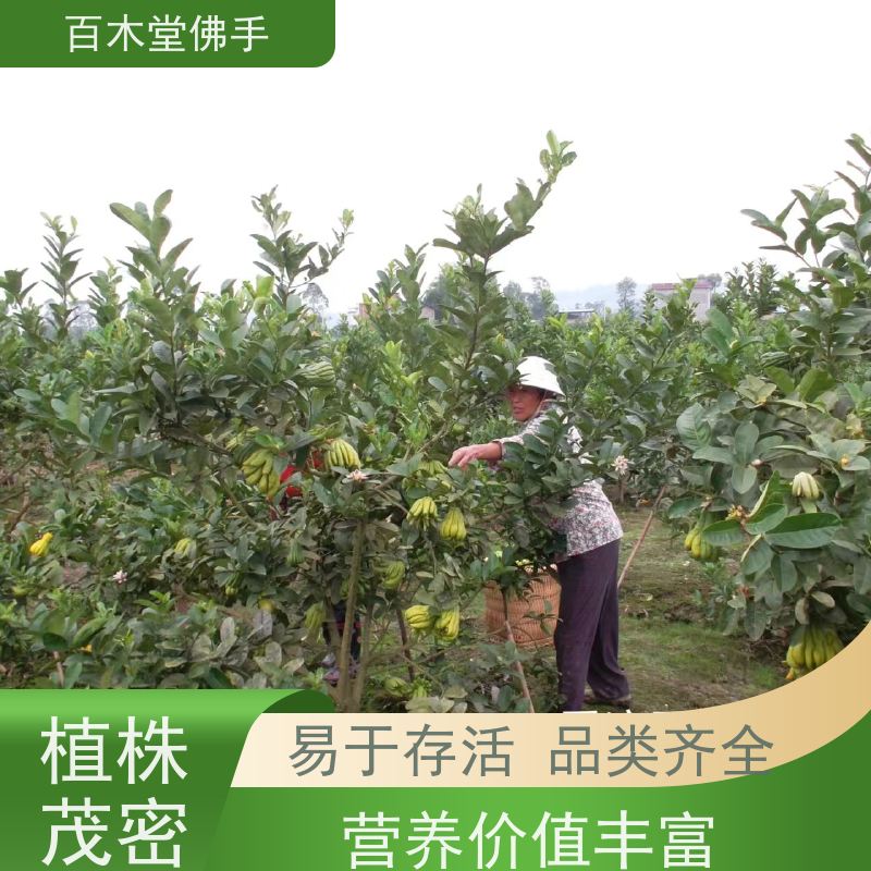百木堂 乐 山佛手批发 造型优美 易成活 植株茂密