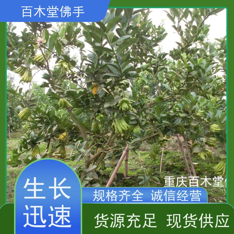 百木堂 内 江佛手基地 城市景观绿化树 植株茂密