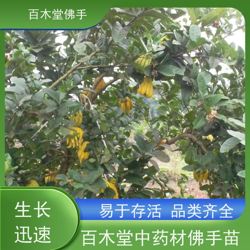 百木堂 内 江佛手基地 高成活率 较耐干旱 植株茂密