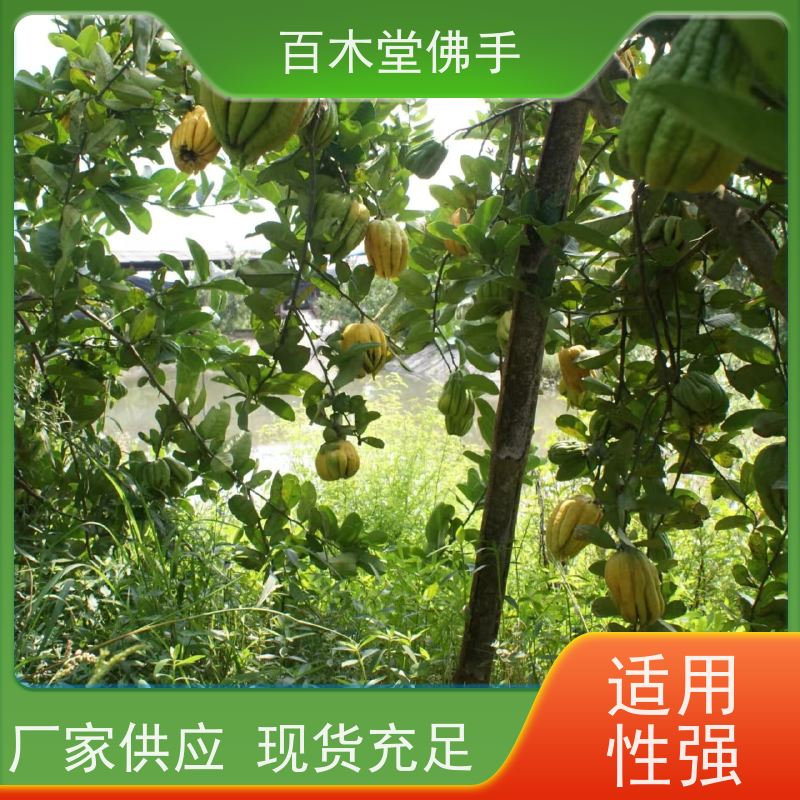 百木堂 梁 平佛手批发 高成活率 较耐干旱 用于室内外盆景