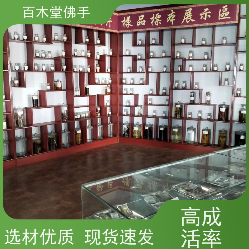 百木堂 绵 阳佛手批发 生长环境适应性强 用于室内外盆景