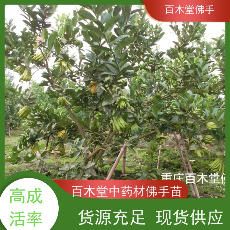 百木堂 绵 阳佛手批发 城市景观绿化树 生长迅速