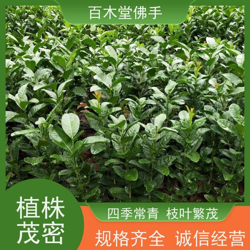 百木堂 四 川佛手苗 枝叶紧密 美丽多姿 生长迅速
