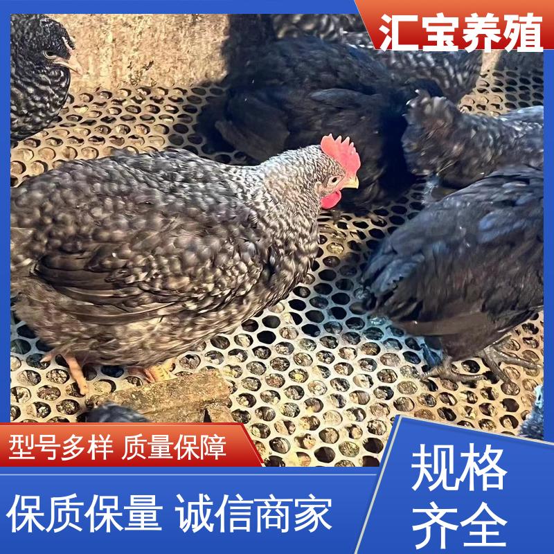 汇宝养殖 火鸡鸡苗 容易饲养 成年可下蛋 品种多
