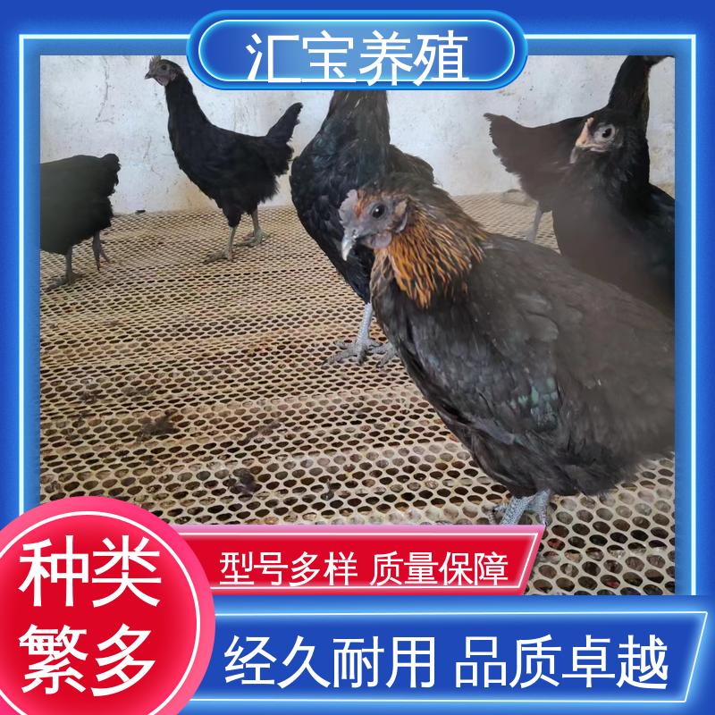 汇宝养殖 青脚麻鸡苗 允许个人饲养 产蛋速度快 实地考察