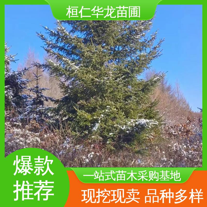 华龙苗圃 基地批发 常绿乔木 大量供应 粗枝云杉