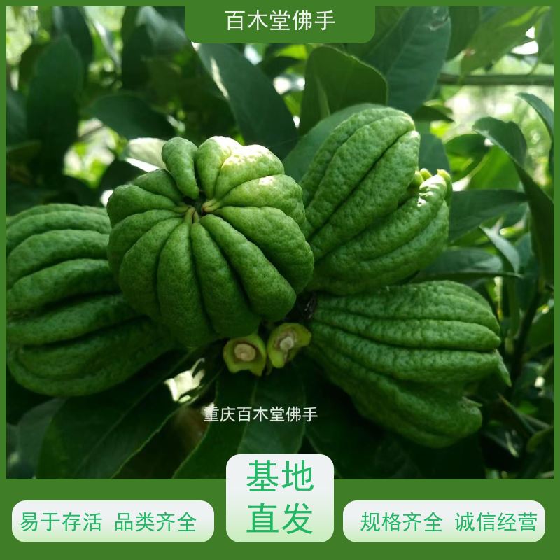 百木堂 佛手柑苗批发 高成活率 较耐干旱 中药材种植基地 