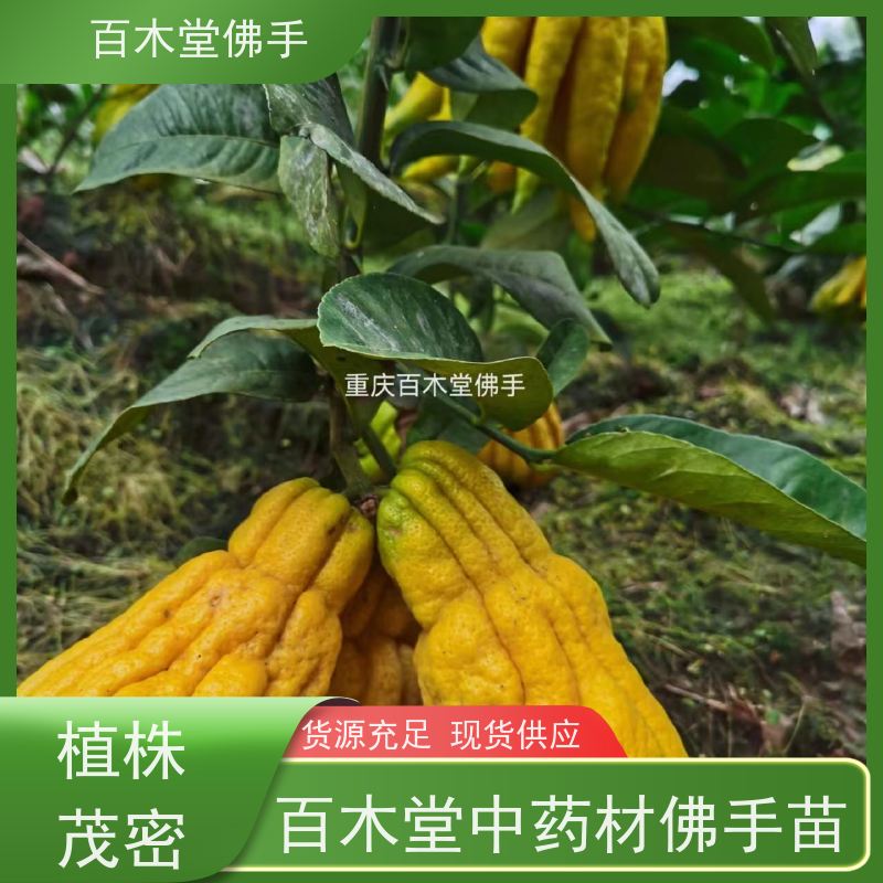 百木堂 佛手几年结果 观赏植物 附加值高 种苗基地直供