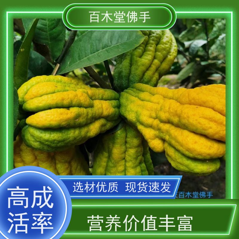 百木堂 佛手苗种植 适用性强 规格齐全 园林景区栽植