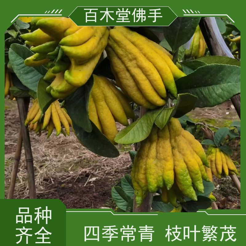 百木堂 中药材技术 植株茂密 生长迅速 种苗基地直供