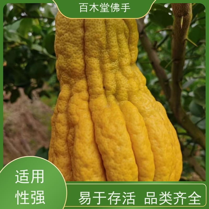 百木堂 乐山佛手苗 产量高 用途广泛 城市景观绿化树 
