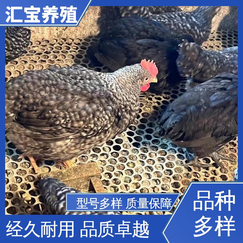汇宝养殖 七彩山鸡苗 高端品种 羽毛漂亮 可合作