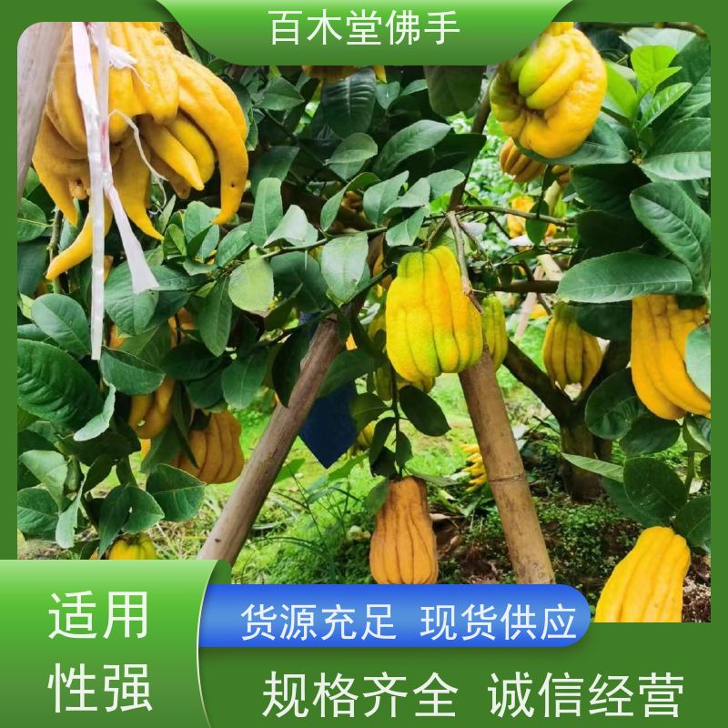 百木堂 佛手柑苗种植 适用性强 规格齐全 园林景区栽植