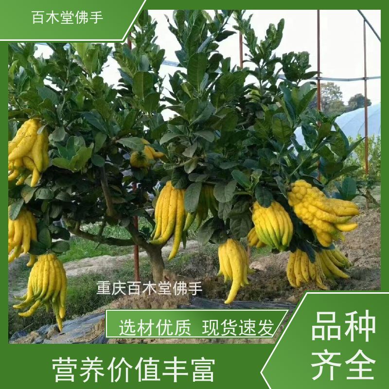 百木堂 中药材苗种植 观赏植物 附加值高 园林景区栽植