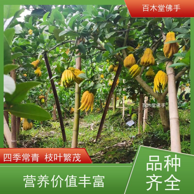 百木堂 中药材前景 观赏植物 附加值高 城市景观绿化树 