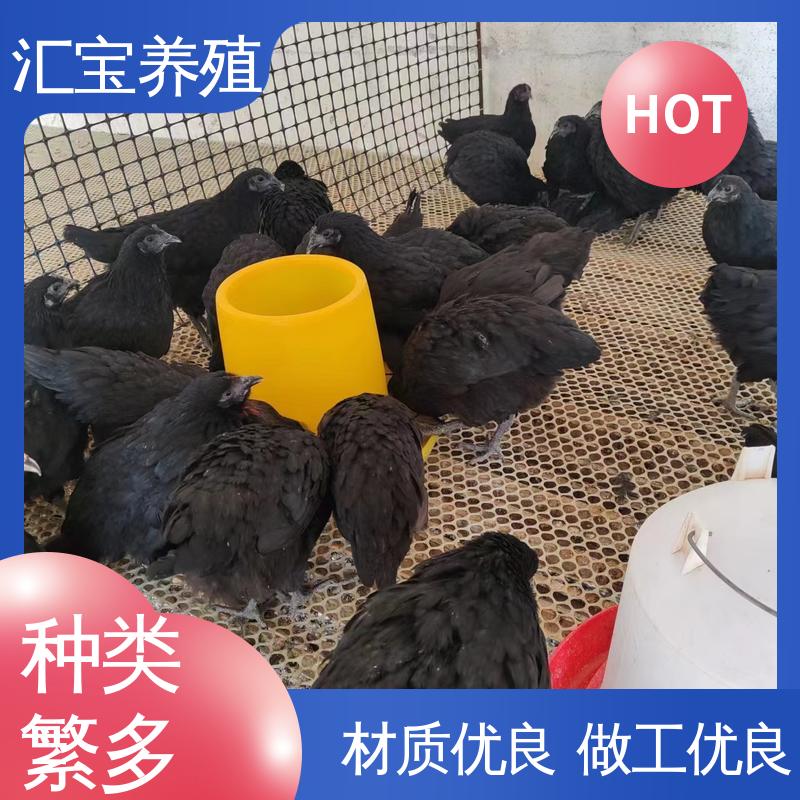 汇宝养殖 青脚麻鸡苗 标本食用 不易生病 包回收包健康