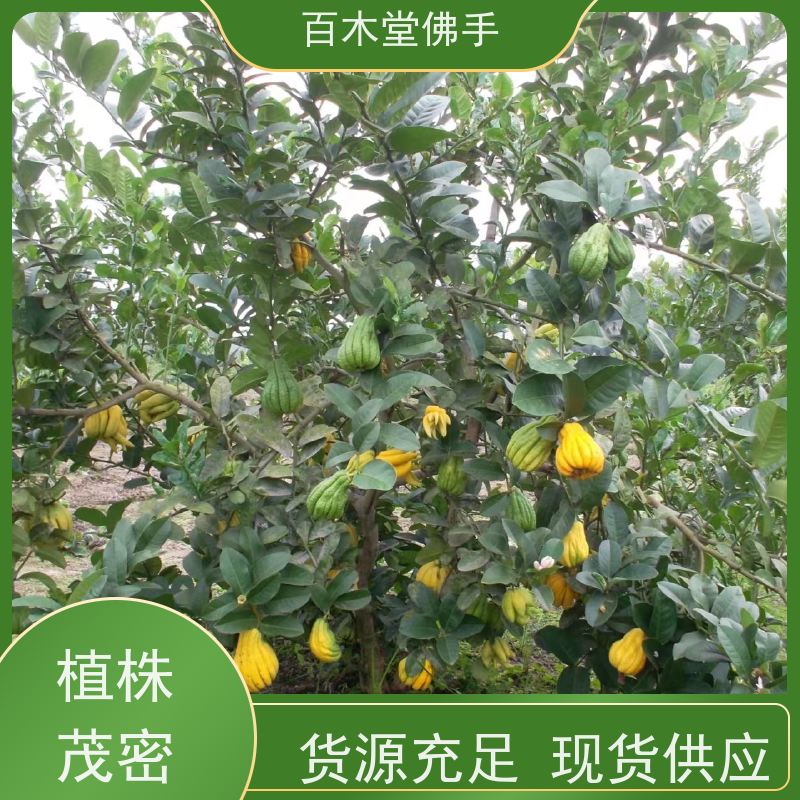 百木堂 大 足佛手苗 适用性强 规格齐全 中药材种植基地 