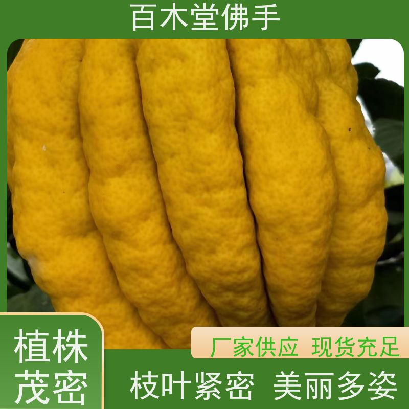 百木堂 乐 山佛手苗 高成活率 较耐干旱 中药材种植基地 