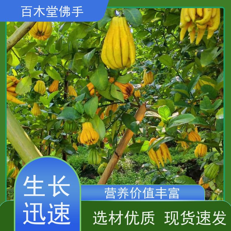 百木堂 佛手柑 适用性强 规格齐全 种苗基地直供
