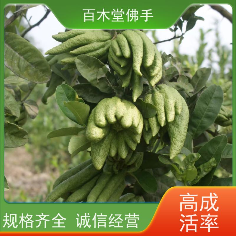 百木堂 玉 林佛手苗 生长环境适应性强 中药材种植基地 